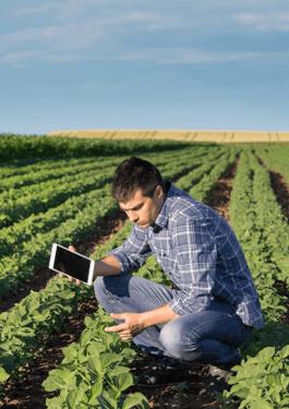 People working in a field 