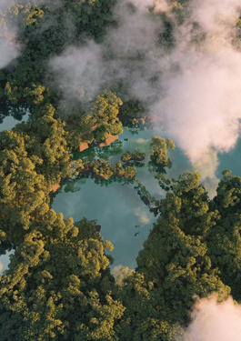 Drone picture over a forest