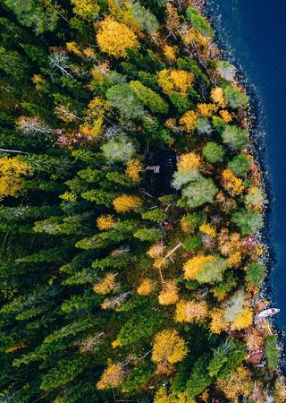 skog vid vattnet